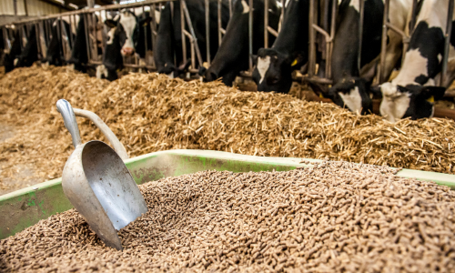 A scoop placed into pellet feed with cows in the background