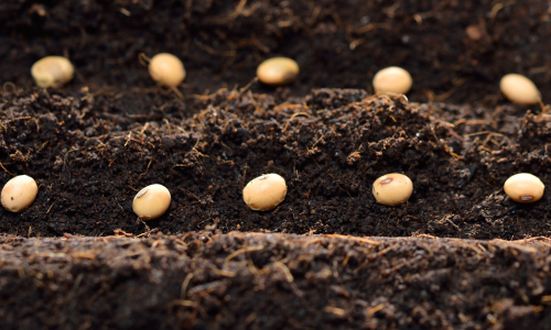 Seeds placed in soil